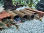 Volwassen L134 peckoltia compta, Dieren en Toebehoren, Vis, Zoetwatervis, Schoolvis