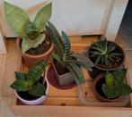 Vetplanten, Haworthia, sanseveria, gasteria, Huis en Inrichting, Kamerplanten, Ophalen, Vetplant, Volle zon, Minder dan 100 cm
