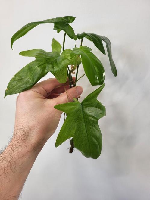Philodendron Squamiferum, Huis en Inrichting, Kamerplanten, Overige soorten, Minder dan 100 cm, Ophalen of Verzenden