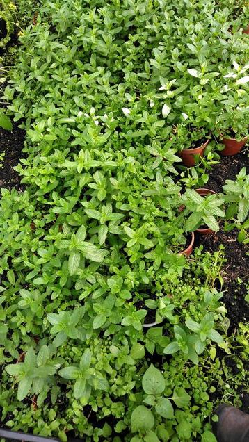 Mint planten biologisch geteeld 2,00 per pot. 