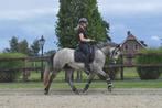 4 jarige D pony connemara ruin, B, Gechipt, Ruin, 3 tot 6 jaar