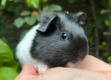 Handtam, lief cavia zeugje. Gladharig Rex draagster beschikbaar voor biedingen