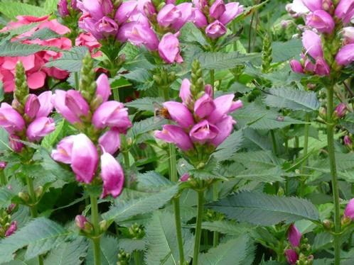 schildpadbloem, Tuin en Terras, Planten | Tuinplanten, Vaste plant, Overige soorten, Volle zon, Zomer, Ophalen