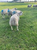 Dek ram Texelaar, Dieren en Toebehoren, Schapen, Geiten en Varkens, Mannelijk, Schaap