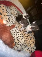 Kittens, Dieren en Toebehoren, Katten en Kittens | Overige Katten, Poes, Kortharig, 0 tot 2 jaar