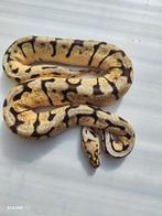 Verschillende nk python regius (ballpythons), Dieren en Toebehoren, Reptielen en Amfibieën, Slang, 0 tot 2 jaar, Tam