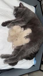 Britse korthaar kittens