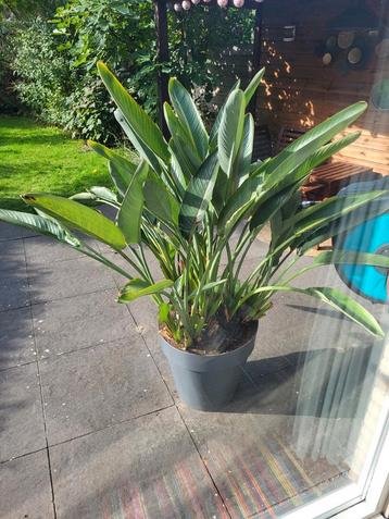 Strelitzia Raginae ( paradijsvogelbloem ) beschikbaar voor biedingen