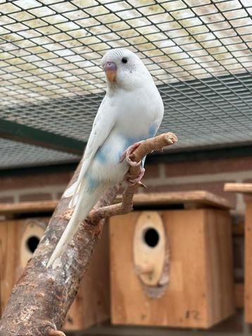Jonge grasparkieten ideaal om tam te maken beschikbaar voor biedingen