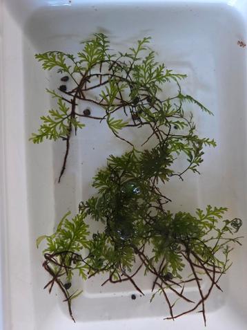 Crepidomanes Javanicus (zeldzaam) varen/aquarium/vissen) beschikbaar voor biedingen