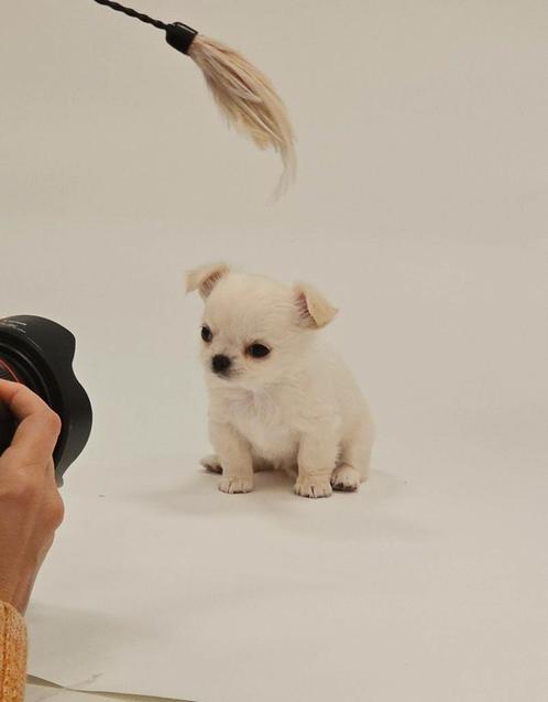 Nog 1 Chihuahua pup beschikbaar met FCI stamboom, Dieren en Toebehoren, Honden | Chihuahua's en Gezelschapshonden, Meerdere dieren