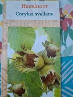 Mooie Hazelnoot boom. Corylus avellana boom., Ophalen, Volle zon, Overige soorten