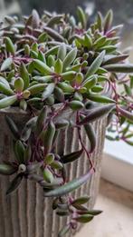 Bijzondere Vetplant Stekjes uit Chili, Vetplant, In pot, Minder dan 100 cm, Groene kamerplant