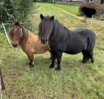 2 lieve shetlanders van 6 jaar, Dieren en Toebehoren, Pony's, Ruin, A pony (tot 1.17m), 3 tot 6 jaar, Onbeleerd