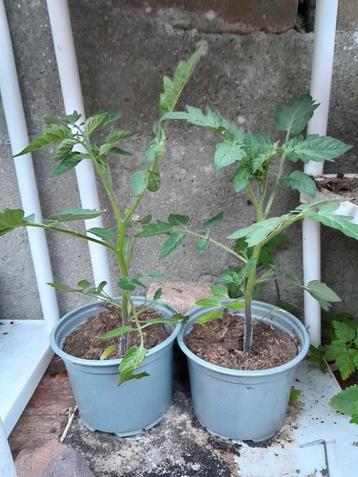 2 prachtige snack tomaten planten beschikbaar voor biedingen
