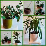 Groene kamerplanten, vetplanten, Sansevieria, Yucca, Ficus, Ophalen, Halfschaduw, Minder dan 100 cm, Groene kamerplant