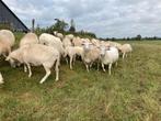 Wiltshire Horn, Dieren en Toebehoren, Schapen, Geiten en Varkens, Vrouwelijk, Schaap