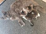 Mooie lieve kittens, Dieren en Toebehoren, Katten en Kittens | Overige Katten, Meerdere dieren
