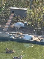 Gevraagd jufferkraanvogel vrouw, Vrouwelijk
