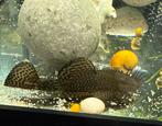 Borstelneus pleco, Dieren en Toebehoren, Vis