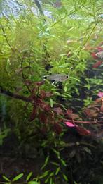 Panda Tetra 13 stuks aquarium vissen, Dieren en Toebehoren, Vissen | Aquariumvissen, Vis