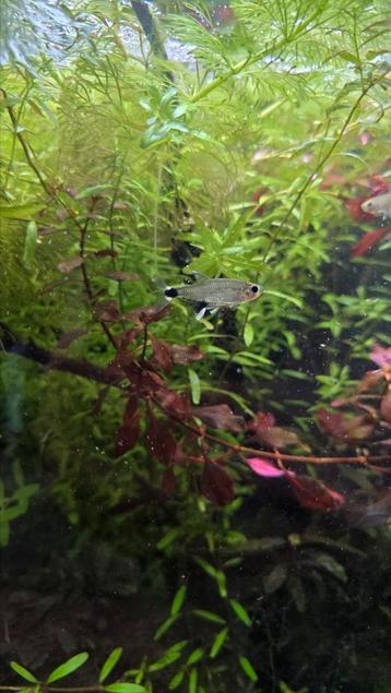 Panda Tetra 13 stuks aquarium vissen beschikbaar voor biedingen