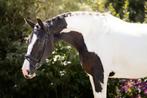 3 jarige bloedmooie Bonte warmbloed merrie 1,74m, Dieren en Toebehoren, Paarden, Merrie, B, Gechipt, Dressuurpaard
