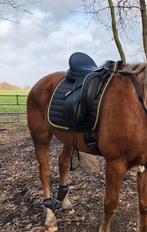 Kentaur Afrodite 17.5, Dieren en Toebehoren, Ophalen of Verzenden, Gebruikt, Dressuur