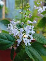 Plectranthus Ernstii - Succulent met mooie bloemen!, Ophalen