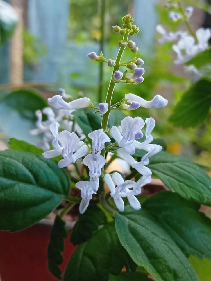 Plectranthus Ernstii - Succulent met mooie bloemen!, Tuin en Terras, Planten | Tuinplanten, Ophalen