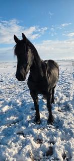 Friese merrie | laagverwant | 2017, Dieren en Toebehoren, Merrie