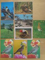 Verschillende vogels, Ophalen of Verzenden, Ongelopen, Natuur