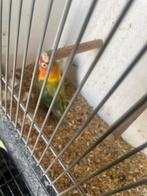 Te koop argapornis of vrouwtje gezocht, Vrouwelijk, Parkiet