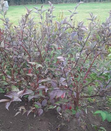 Witte kornoelje Cornus Kesselringi Sibirica Elegantissima beschikbaar voor biedingen