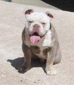 Prachtige Old english bulldog pups/ Mogen verhuizen Spanje, Meerdere, Bulldog, 8 tot 15 weken, Meerdere dieren