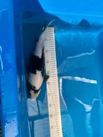 Te koop japanse koi , shiro utsuri, Dieren en Toebehoren, Vissen | Vijvervissen, Karper of Koi