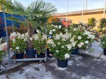 Mooi grote pluimhortensia's  beschikbaar voor biedingen