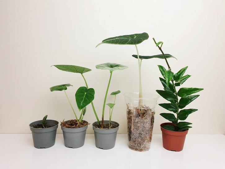 Set populaire baby kamerplantjes, hoya bella, alocasia, Huis en Inrichting, Kamerplanten, Overige soorten, Minder dan 100 cm, Groene kamerplant