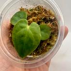 Anthurium Luxurians, Huis en Inrichting, Kamerplanten, Verzenden, Halfschaduw, Minder dan 100 cm