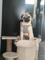 Mops hond, 10 mand, 800€, Dieren en Toebehoren, Particulier, Reu, 8 tot 15 weken, Buitenland