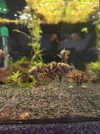 Chicliden oscars tijger, Dieren en Toebehoren, Vissen | Aquariumvissen, Vis
