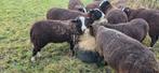 Zwartbles Ram te koop, Dieren en Toebehoren, Schapen, Geiten en Varkens, Mannelijk, Schaap