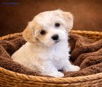 Kennel de Hoeve  Maltipoo, Boomer, Doodle,  Boompoo, Biewer, Parvo, Nederland, Overige rassen, 8 tot 15 weken
