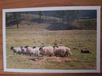 Dieren - Schapen, Ophalen of Verzenden, Ongelopen, Overige soorten