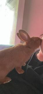 Rambo, net 2 maanden oud!, Dieren en Toebehoren, Konijnen, Mannelijk, Middelgroot, 0 tot 2 jaar