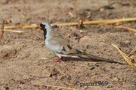 Zwartmasker Duiven uit buitenvoliere ruilen, Dieren en Toebehoren, Vogels | Duiven, Overige soorten, Mannelijk