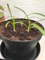 Jonge Afrikaanse lelie planten in een grote 3 liter pot, Tuin en Terras, Planten | Tuinplanten, Ophalen