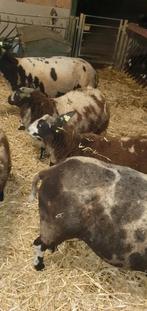 Nederlands Bonte Schaap, zwoegervrij, Vrouwelijk, Schaap