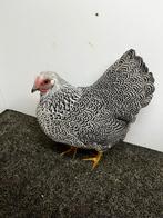 Mooi trio Wyandotte kriel, Dieren en Toebehoren, Pluimvee, Meerdere dieren, Kip