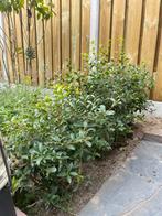MOET WEG, Osmanthus burkwoodii – 60 cm hoog, Tuin en Terras, Planten | Struiken en Hagen, Ophalen, Minder dan 100 cm